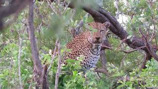leopard walks straight into a male lion