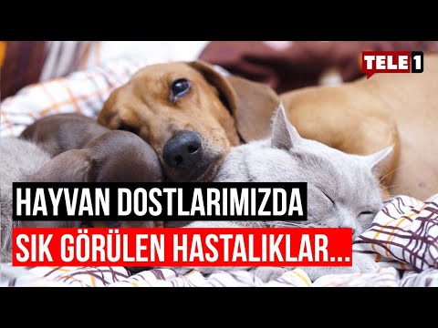 Video: Veteriner: 7 artrit belirtisi tüm köpekler sahiplerinin farkında olmalı