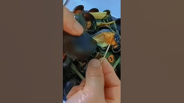 ỐC LUỘC NƯỚC DỪA, SẢ, LÁ TẮC,TIÊU, QUÁ NGON