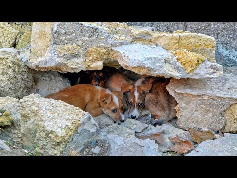 Video: Pet Scoop: pes najdemo živo v domu s polnjenjem blata, skrivališče išče mucke