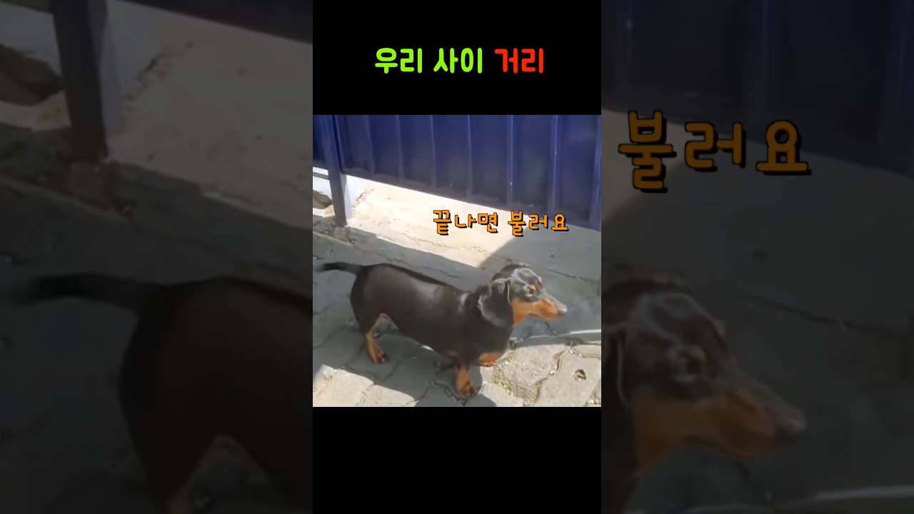 강아지 없이 하네스로 산책하는 주인.