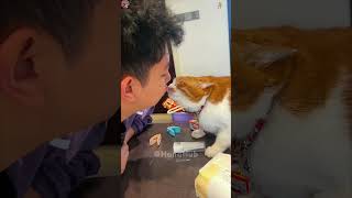 Laughing hard 🤣 #funny #lol #pets #fail#healing