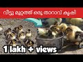 വീട്ടു മുറ്റത്ത് ഒരു താറാവ് കൃഷി | Tharavu valarthal malayalam | Duck farm in my house