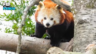 Enjoy The Beauty Of A Delightful Red Panda