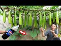 Grow gourd using Pepsi—once you see the results, you’ll never do it any other way!