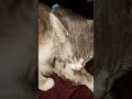 A week in luckys life playing with ferret and mr. Mouse