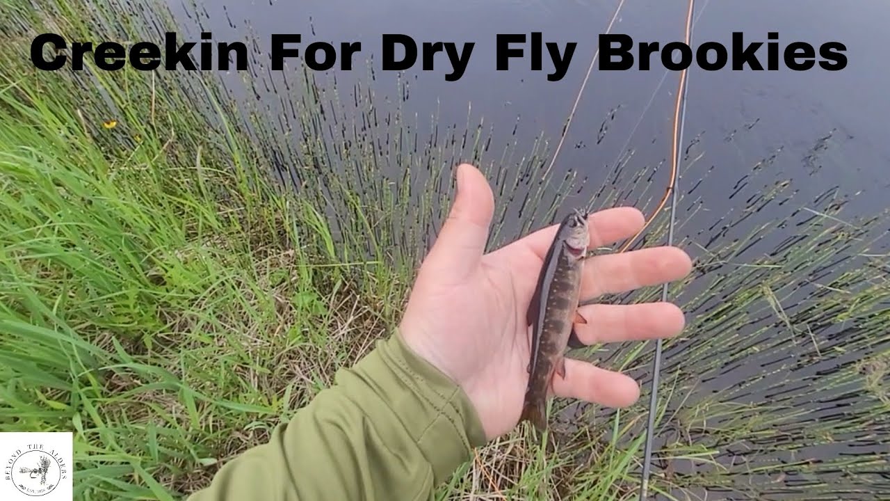 Beautiful Roadside Brookies In Newfoundland (Dry Fly Takes + How To Tie