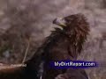 Eagle throws goat off cliff to its death