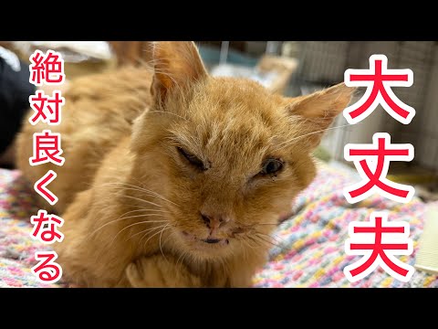 猫田さん - YouTube