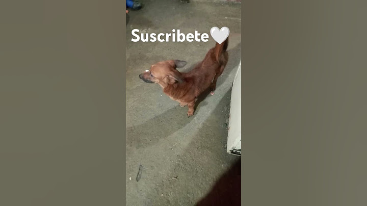 #mascotas #auxiliarveterinario #perros #perritos #pets #dog #puppy #veterinariodeconfianza #perro #v