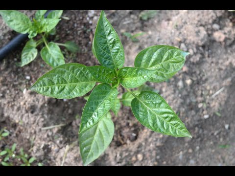 Видео: Листата от пипер стават кафяви - какво да направите за растението пипер с кафяви листа