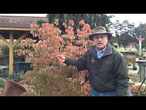 วีดีโอ: ข้อมูล Cornus Capitata: เรียนรู้เกี่ยวกับ Dogwood ที่เขียวชอุ่มตลอดปี