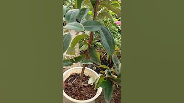 Bán cây sim ăn quả giống 0977973535