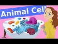 Animal Cell Structure and Function Exploration
