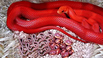 ¿Qué tipo de serpiente es morada?