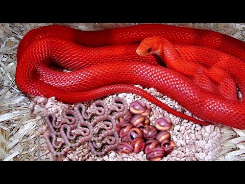 Video: Los colores más inusuales. Nombre de flores inusuales, foto. El color de ojos más inusual