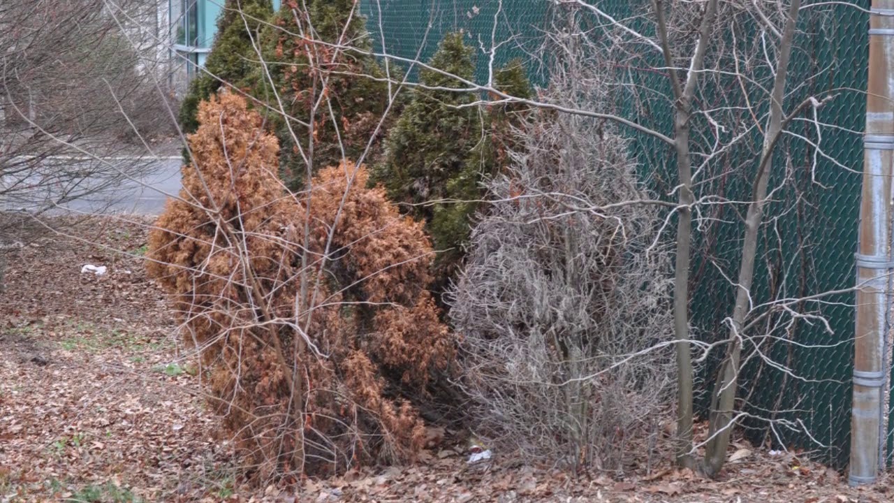 Tips on Growing Beautiful Arborvitae - YouTube