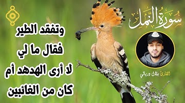 وتفقد الطير فقال ما لي لا أرى الهدهد أم كان من الغائبين - من سورة النمل 🐜 بصوت الشيخ بلال دربالي 😴