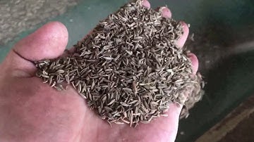 spices optical sorting machine,cumin color sorting machine