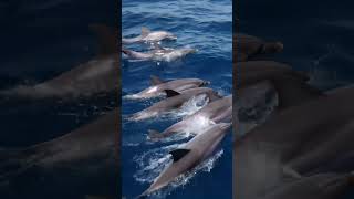 We weren't expecting THIS kind of escort at sea… #ocean