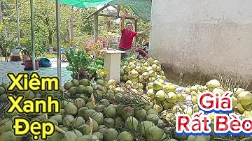 Nay Quốc dừa hái dừa xiêm xanh đẹp.rất nhiều .giá rất bèo .nhưng tiền rất nhiều #quocduavlog 