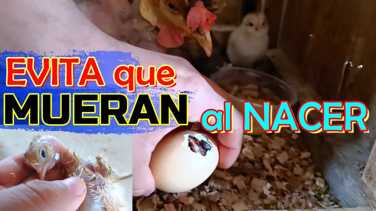 ▶ ¿Por qué 🤔 NO NACIERON? o ¿NACIERON MAL❓ Explicación 🐥🥀😢