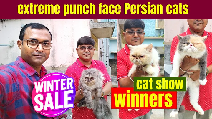 Video 11447811: breed persian cat facts, punch face persian cat