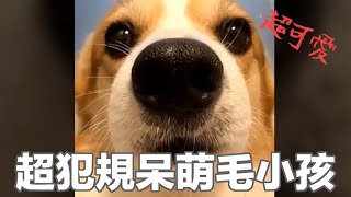 【狗狗合輯】超可愛超好笑的小狗視頻合集1，治癒你的不開心！ | Funny Animal Memes