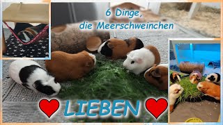 6 Dinge, die Meerschweinchen           ❤️ LIEBEN ❤️