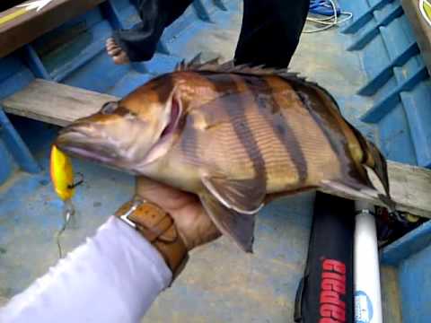 Mancing Casting Ikan Ringau - YouTube