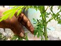 Grow plants from cuttings -Cosmos/Marigold/tomatoes