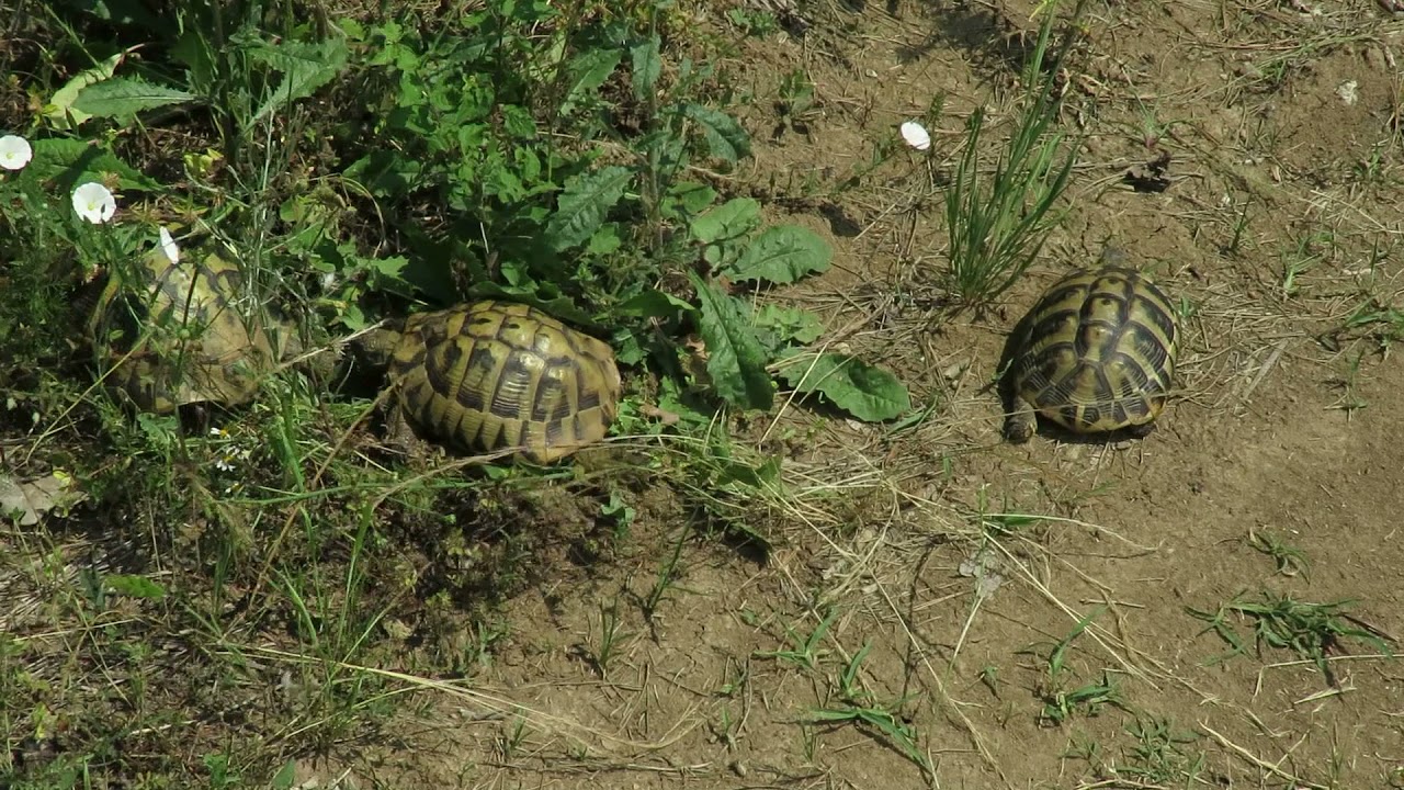 Želva zelenavá, Testudo hermanni
