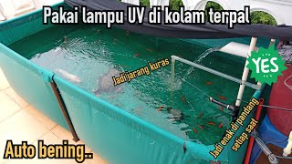 Solusi Kolam koi berwarna hijau dengan lampu UV