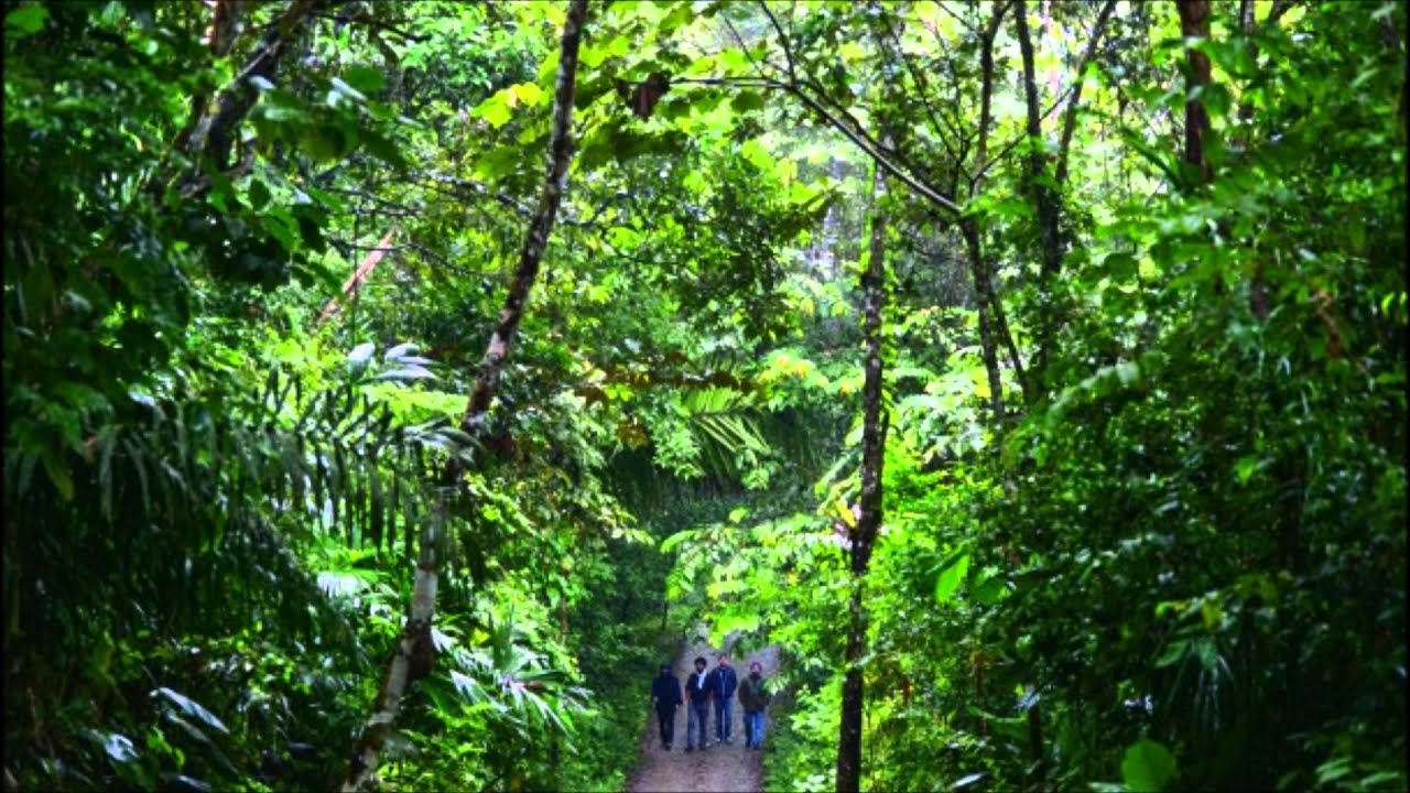 Señor Loop  Triste Perro