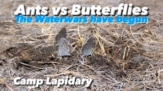 Hubbard Basin, Nevada / Part 20 by Camp Lapidary 52 views 3 months ago 11 minutes, 54 seconds