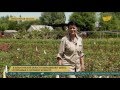 В Алматинской области выращивают розы, устойчивые к суровому климату