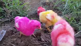 Beautiful chicks in the field murgi hen small birds for kids-Colored baby chicks 4K video