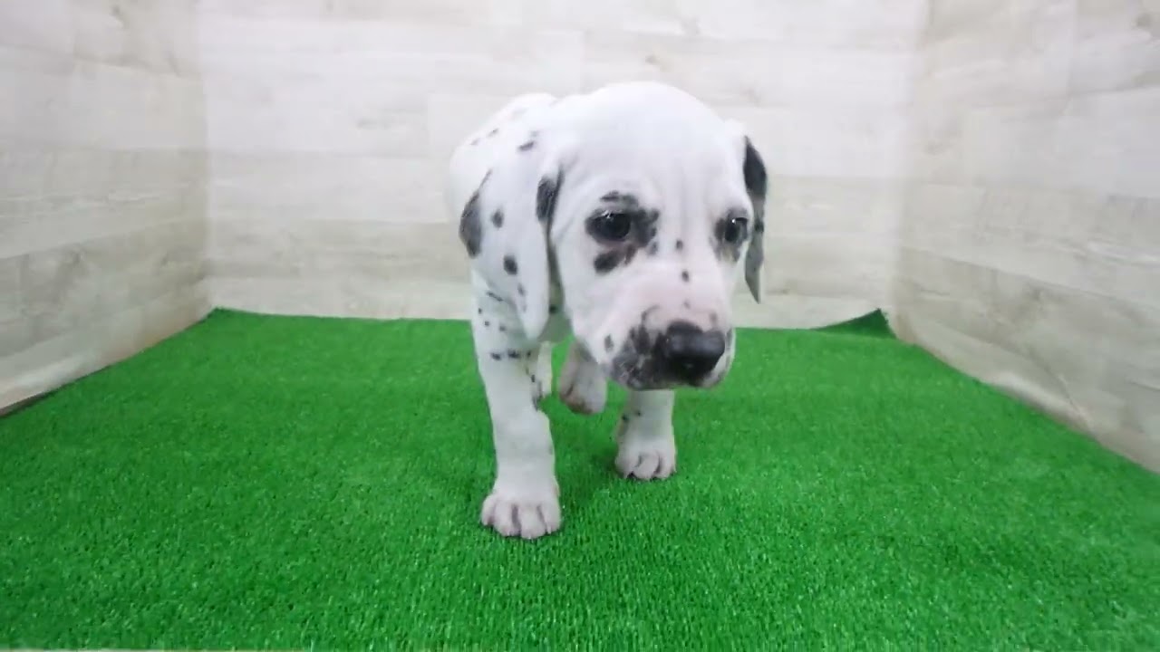 Coo&RIKU No.00745338 ダルメシアン - YouTube