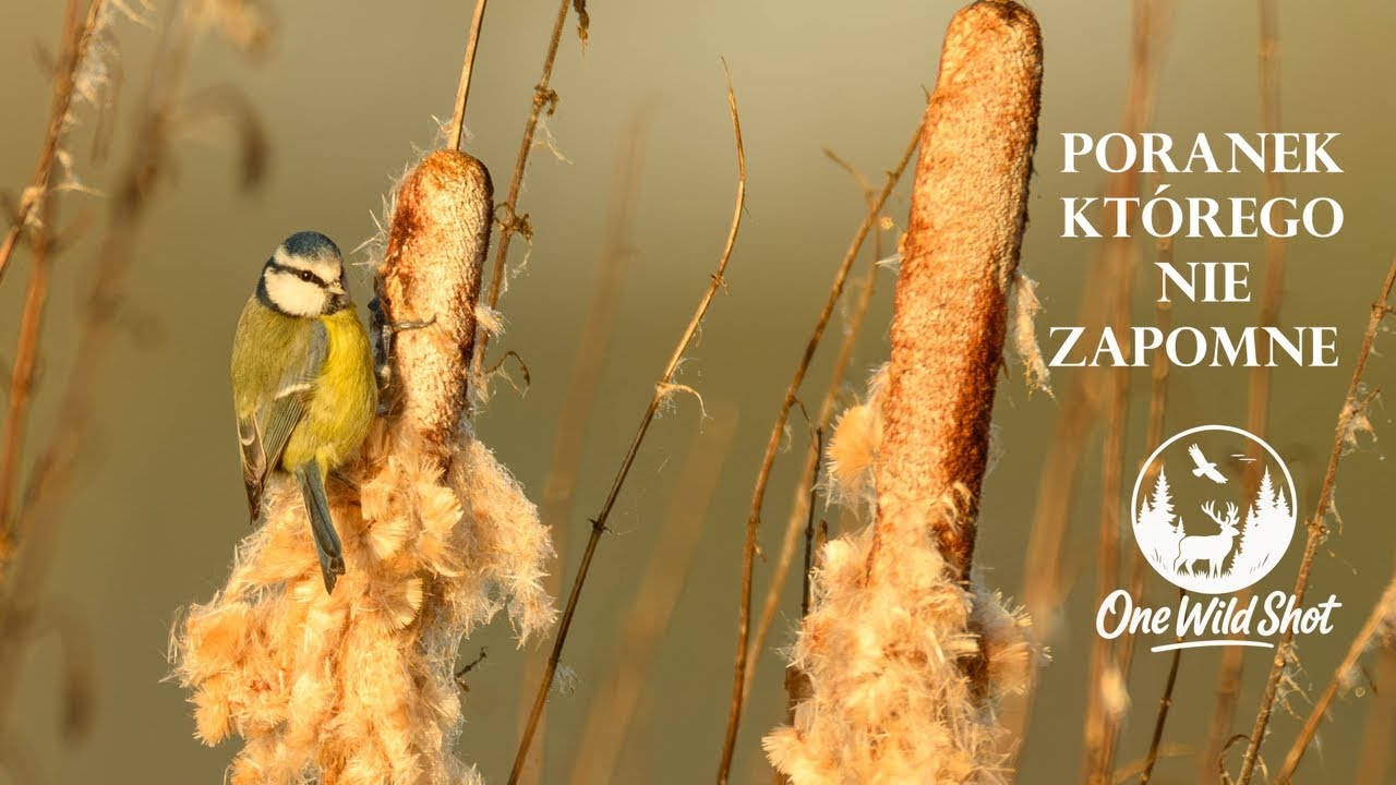 Tego ptaka sie nie spodziewalem ! #wildlifephotography