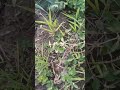 diwana mai cala# viral song