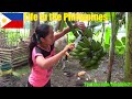 Travel to the Philippines and Meet This Filipino Family Who Just Eats Bananas for Survival. POVERTY.