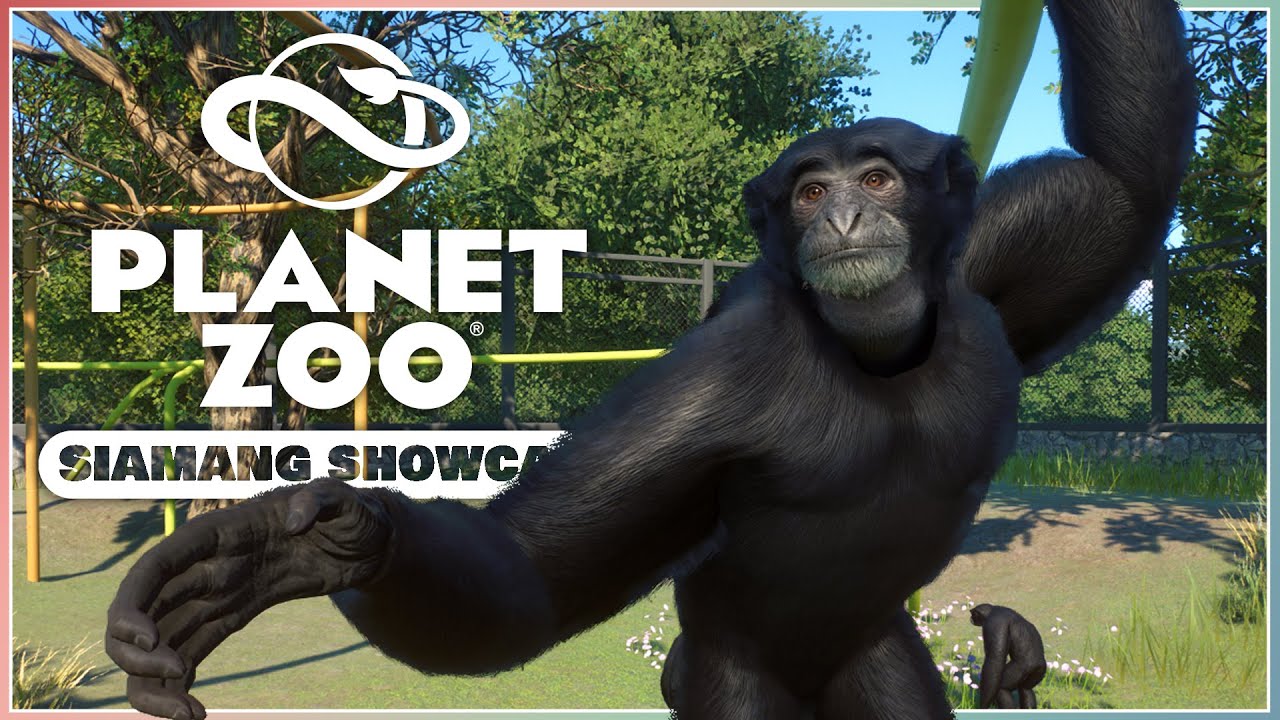 Amazing Brachiation! | Siamang Showcase | Planet Zoo Conservation Pack