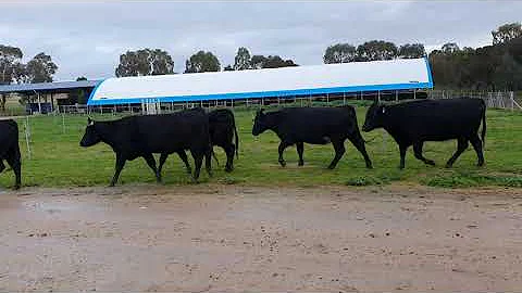 John Formby cows