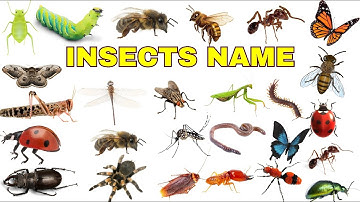 Insects name|Insects|Insects name for kids| Insects name in English|Name of Insects #insects