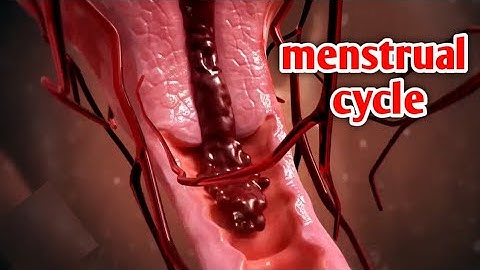 شاهد كيف تحدث الدورة الشهرية بطريقة علمية مبسطة_Watch how ovulation and menstrual cycle occur