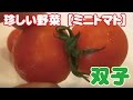 ミニトマトの双子　熊本県福島農園