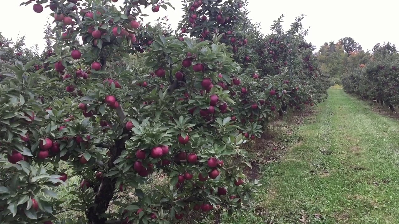 Apple Farm in Canada YouTube
