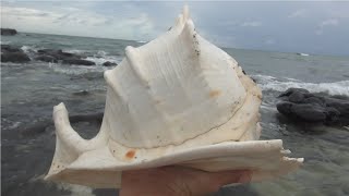 Explore the beach for the first time and find a giant shell