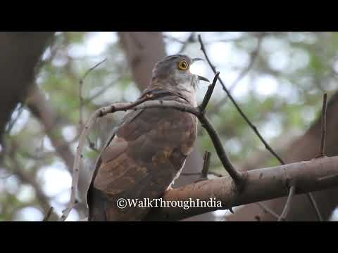     Calls of Papeeha   Common Indian hawk Cuckoo  Brain Fever Bird