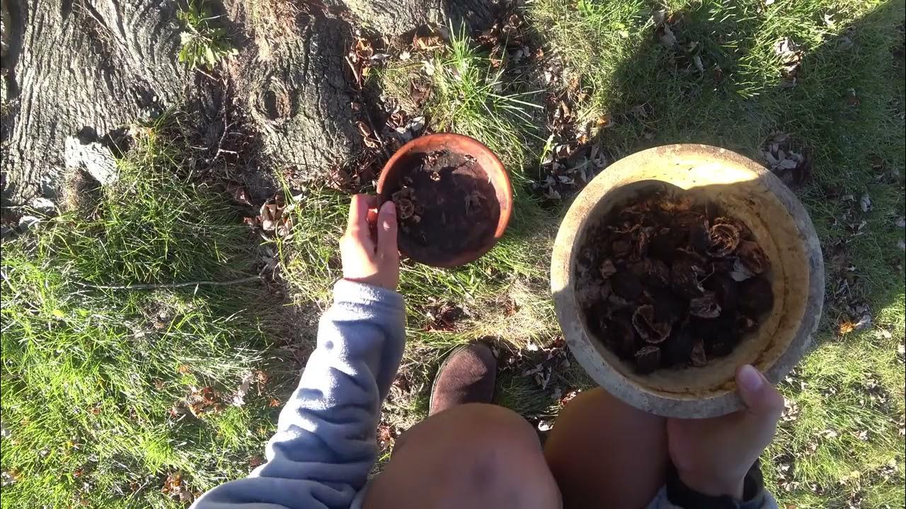 Did the squirrels eat the black walnuts?!!!! YouTube